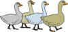 Geese Walking In A Line Clip Art